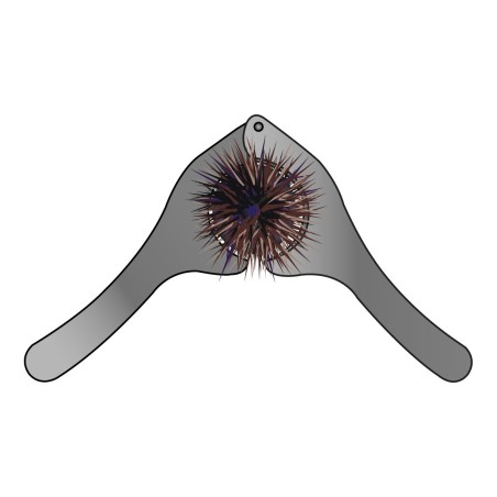 Pince à Oursin Flashmer inox