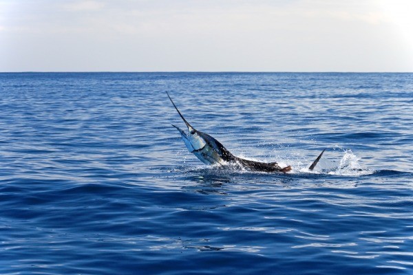 Peche Exotique